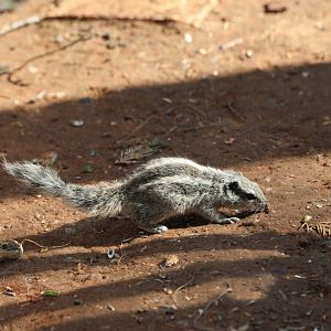 northern palm squirrel (Funambulus pennantii)