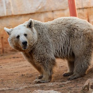 Syrian brown bear (Ursus arctos syriacus)