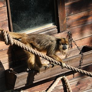 black howler (Alouatta caraya)
