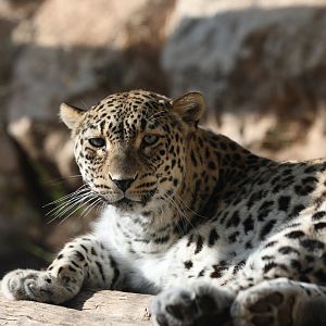 Persian Leopard (Panthera pardus tulliana)