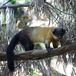 Northern Yellow-throated Marten (Martes flavigula aterrima)