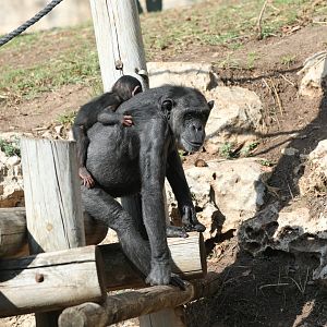 chimpanzee (Pan troglodytes)