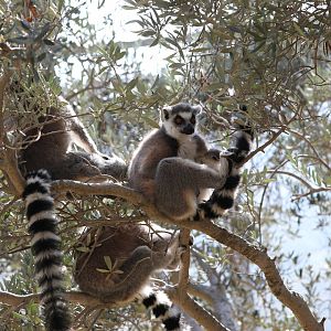 ring-tailed lemur (Lemur catta)