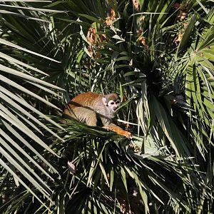 Guianan squirrel monkey (Saimiri sciureus)