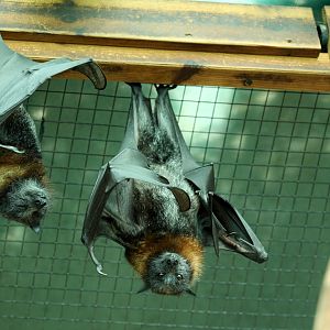 grey-headed flying fox (Pteropus poliocephalus)