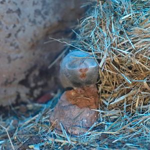 Middle East blind mole-rat (Nannospalax ehrenbergi)