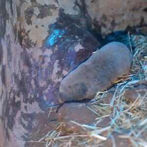 Middle East blind mole-rat (Nannospalax ehrenbergi)