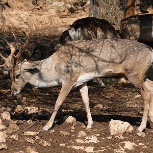Persian fallow deer (Dama mesopotamica)