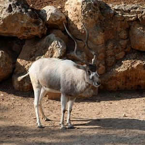 addax (Addax nasomaculatus)
