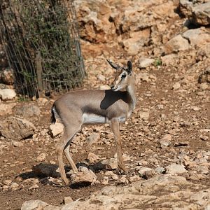 mountain gazelle (Gazella gazella)