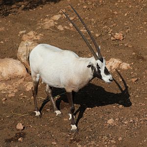 Arabian oryx (Oryx leucoryx)