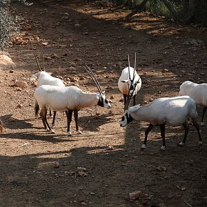 Arabian oryx (Oryx leucoryx)