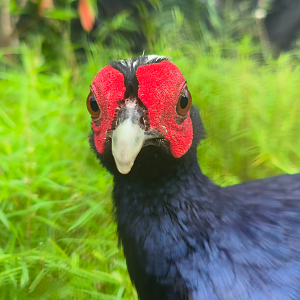 Edwards's Pheasant (Lophura edwardsi)