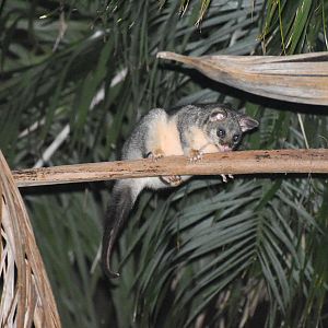 Common Brushtail Possum