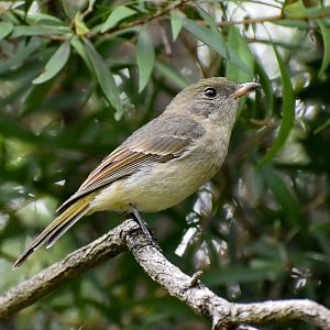 Golden Whistler