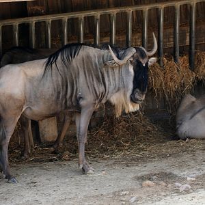 Eastern white-bearded wildebeest (Connochaetes taurinus albojubatus)