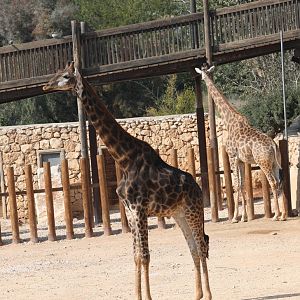 Transvaal giraffe (Giraffa camelopardalis giraffa)