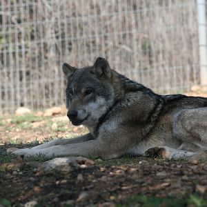European grey wolf (Canis lupus lupus)