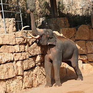 Asian elephant (Elephas maximus)