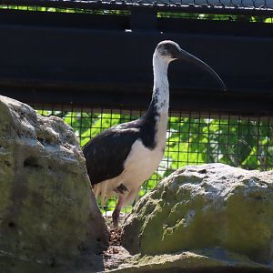 Straw-necked Ibis (Threskiornis spinicollis)