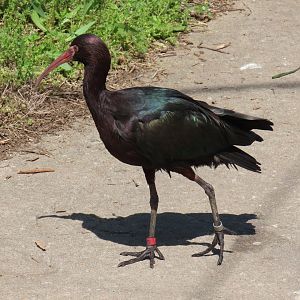 Puna Ibis (Plegadis ridgwayi)