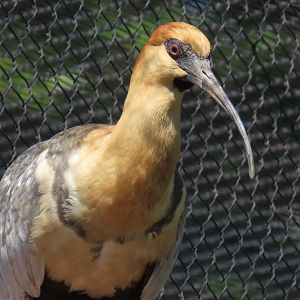 Black-faced Ibis (Theristicus melanopis)