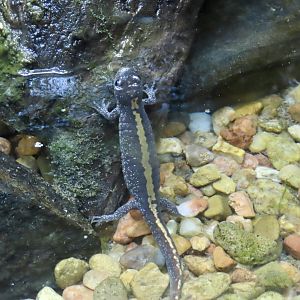 Long-toed Salamander (Ambystoma macrodactylum)
