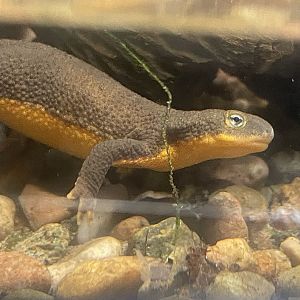 Rough-skinned Newt (Taricha granulosa)