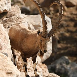 Nubian ibex (Capra nubiana)