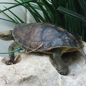 Pan’s Box Turtle (Cuora pani)