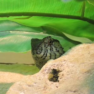 Chinese Crocodile Lizard (Shinisaurus crocodilurus)