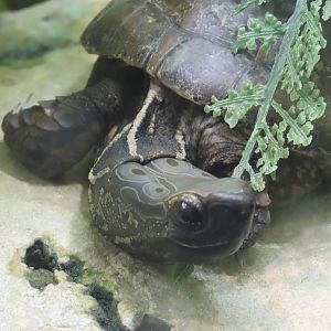 Four-eyed Turtle (Sacalia quadriocellata)