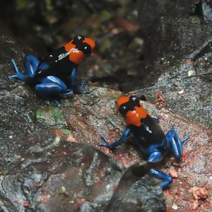 Blessed Poison Frog (Ranitomeya benedicta)