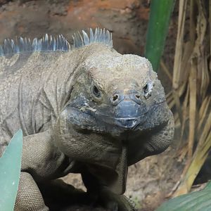 Jamaican Iguana (Cyclura collei)