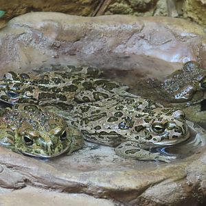 African Green Toads (Bufotes boulengeri)