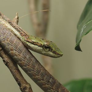 Cape Twig Snake (Thelotornis capensis)