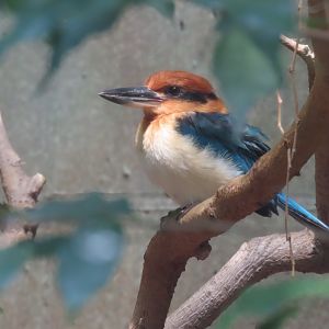 Guam Kingfisher (Todiramphus cinnamominus)