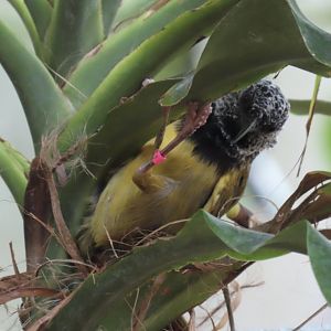 Oriole Warbler (Hypergerus atriceps)