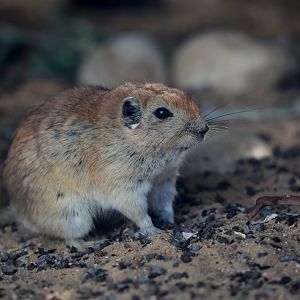Fat sand rat (Psammomys obesus terrasanctae)