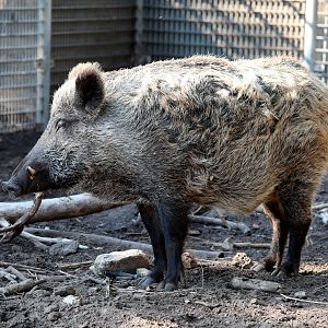 Anatolian wild boar (Sus scrofa libycus)