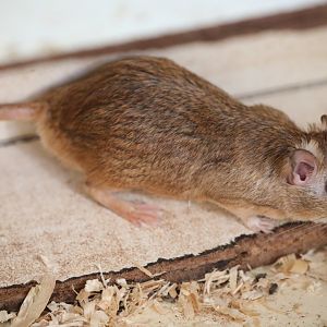 Tristram's jird (Meriones tristrami tristrami)