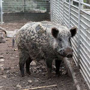 Anatolian wild boar (Sus scrofa libycus)