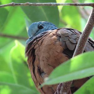 Blue-headed Wood-dove (Turtur brehmeri)
