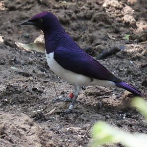 Violet-backed Starling (Cinnyricinclus leucogaster)