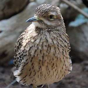 Spotted Thick-knee (Burhinus capensis)