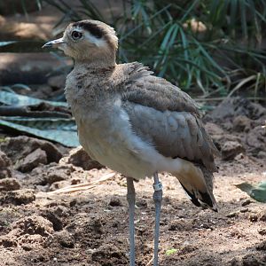 Peruvian Thick-knee (Hesperoburhinus superciliaris)
