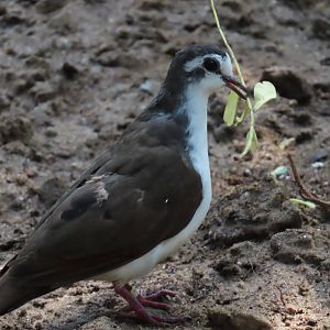 Tambourine Dove (Turtur tympanistria)