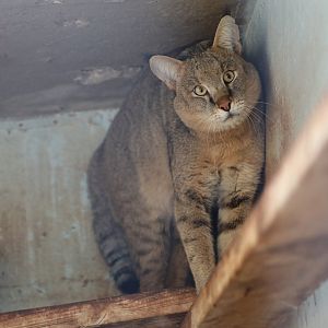 Jungle cat (Felis chaus furax)