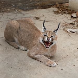 Caracal lynx (Caracal caracal caracal)