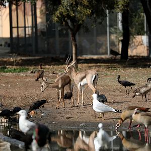 mountain gazelle (Gazella gazella)